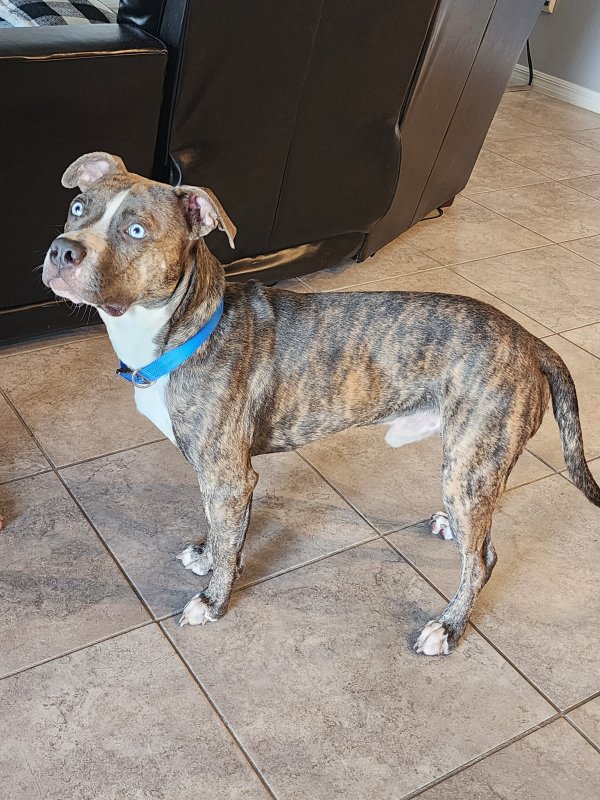 Found Pit Bull in Land O Lakes, FL