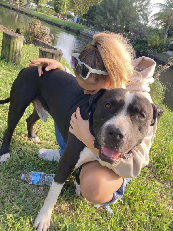 Lost American Bulldog in Fort Lauderdale, FL