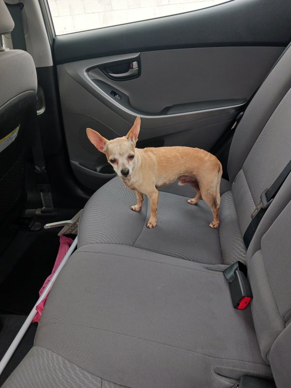 Found Chihuahua in Lynwood, CA