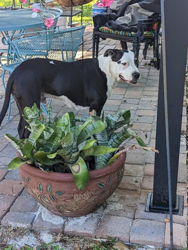 Lost American Bulldog in Largo, FL