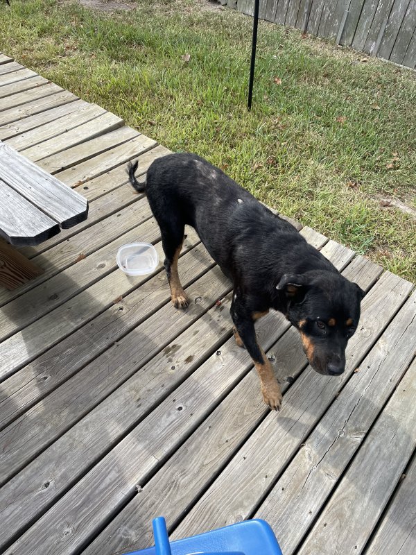 Found Rottweiler in Kingwood, TX