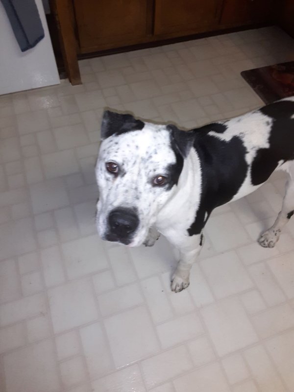 Found American Staffordshire Terrier in Fort Lupton, CO