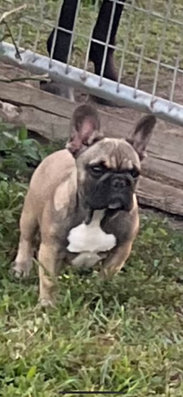 Stolen French Bulldog in Hialeah, FL