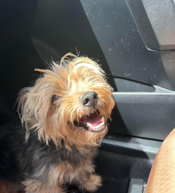 Lost Yorkshire Terrier in Godley, TX