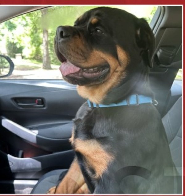Lost Rottweiler in Cleveland, TX
