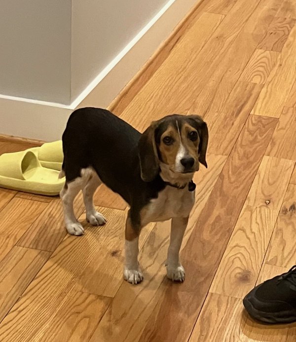 Lost Beagle 