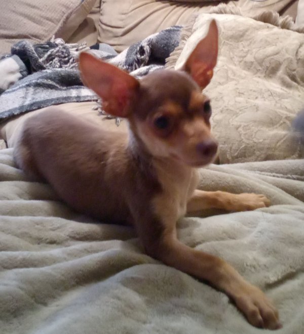 Found Chihuahua in Riverside, CA