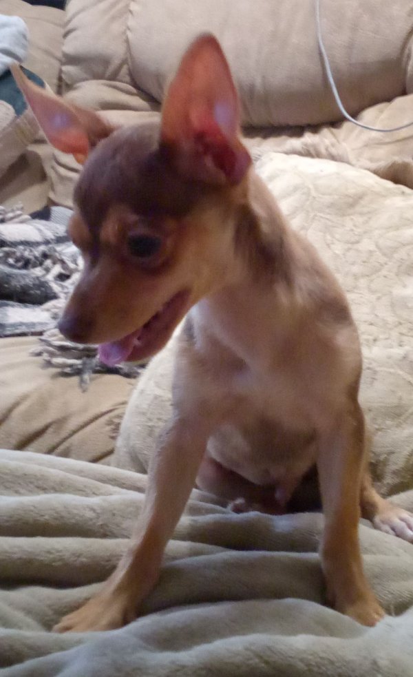 Found Chihuahua in Perris, CA