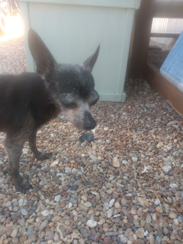 Found Chihuahua in Weatherford, TX