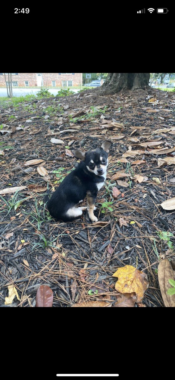 Found Chihuahua in Atlanta, GA