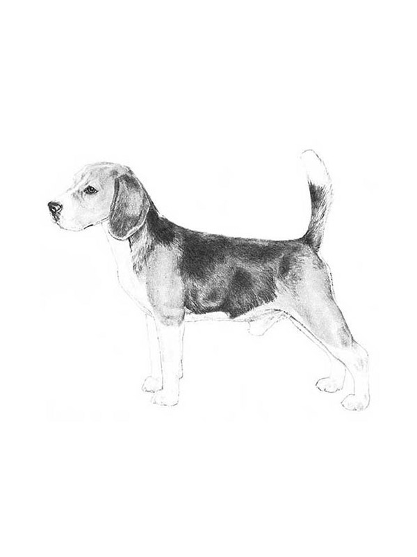 Lost Beagle in Elyria, OH
