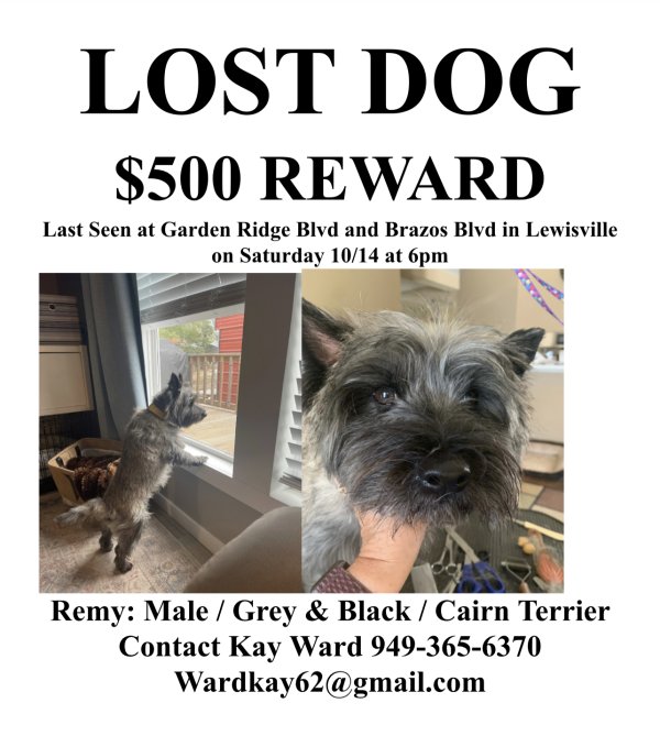 Lost Cairn Terrier in Lewisville, TX