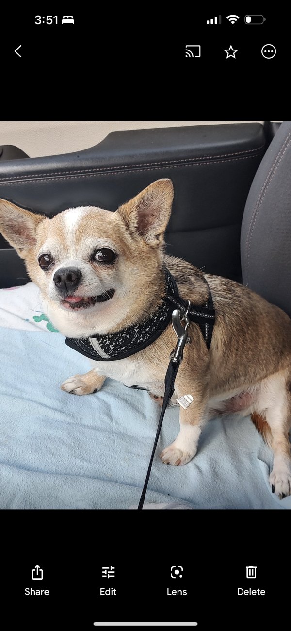 Lost Chihuahua in Port Saint Lucie, FL