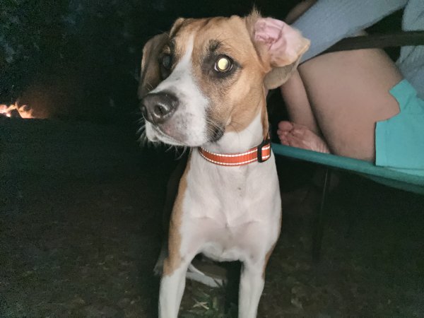 Found American Foxhound in Brooksville, FL