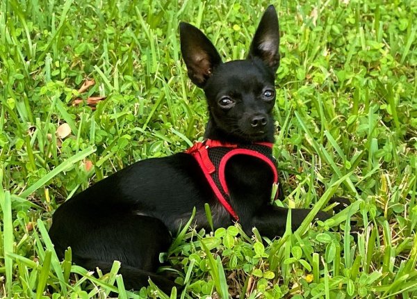 Stolen Chihuahua in Miami, FL