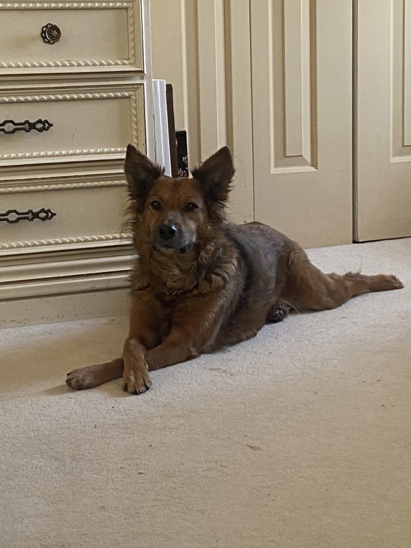 Lost German Shepherd Dog in Garland, TX