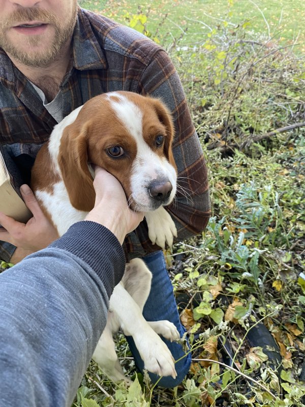Found Beagle in Springfield, OH