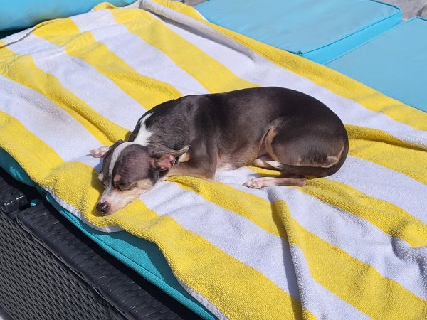 Stolen Chihuahua in Glendale, AZ
