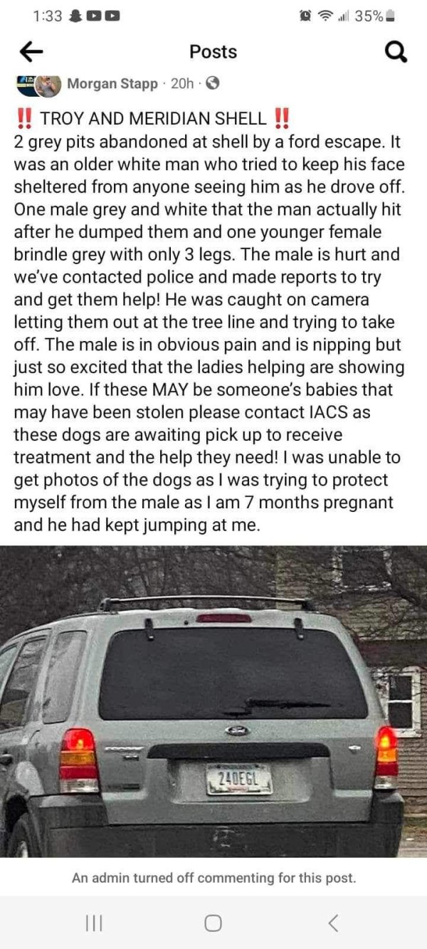 Stolen Pit Bull in Indianapolis, IN