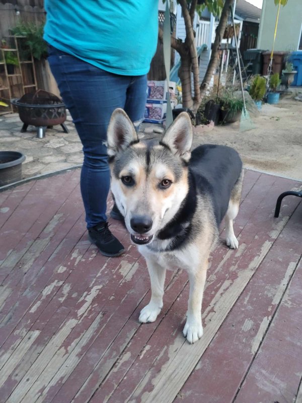 Found German Shepherd Dog in Antioch, CA