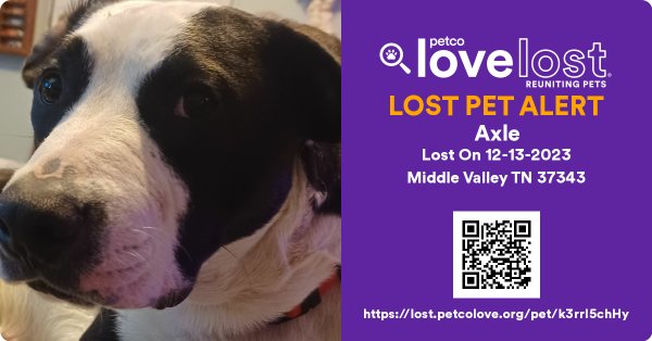 Lost Staffordshire Bull Terrier in Hixson, TN