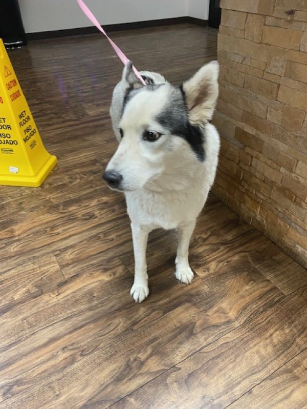 Found Siberian Husky in Yucca Valley, CA