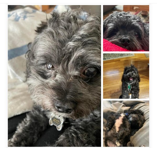 Lost Poodle in Louisville, KY