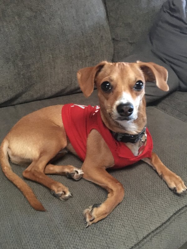 Lost Chihuahua in Richardson, TX