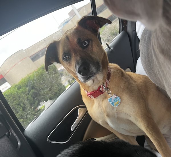 Stolen Black Mouth Cur in Manchester, KY