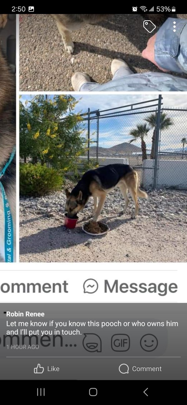 Found German Shepherd Dog in Goodyear, AZ