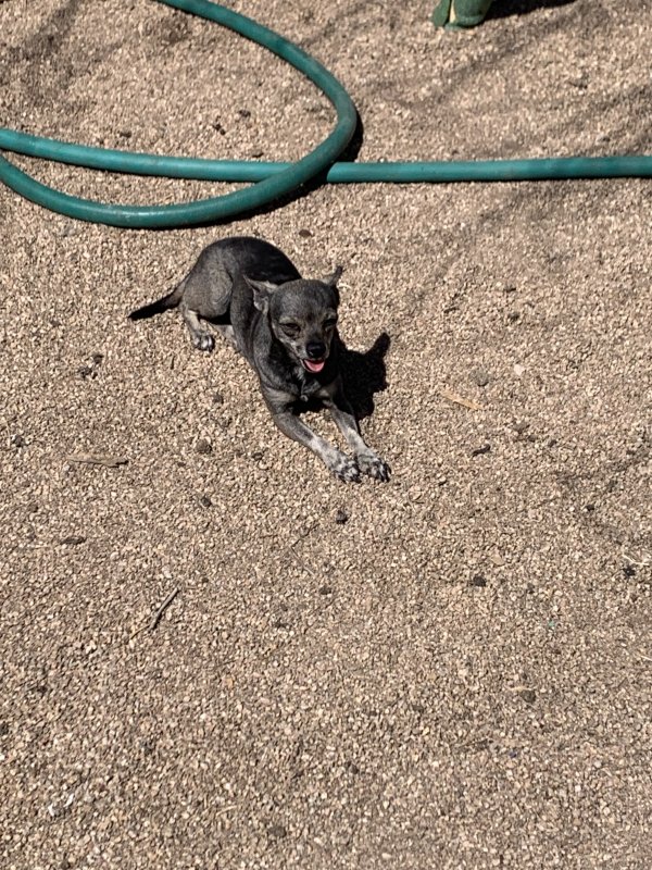 Lost Chihuahua in Phoenix, AZ