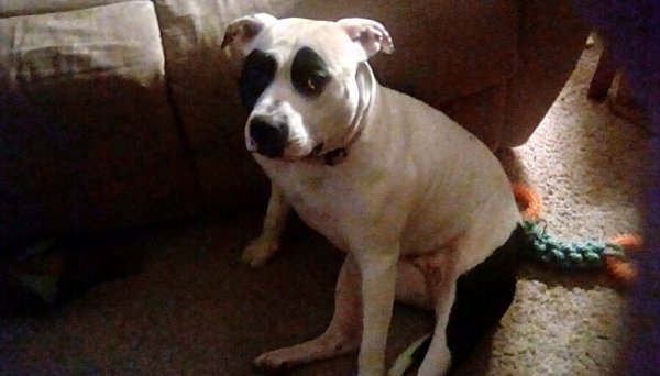 Found American Staffordshire Terrier in Portland, OR