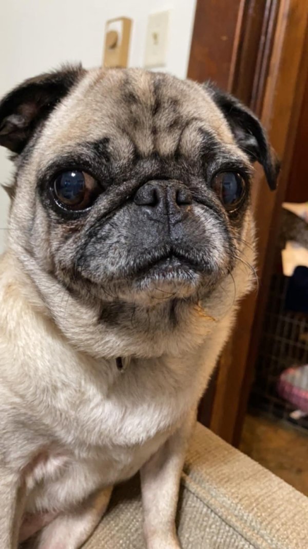 Lost Pug in Butler, PA