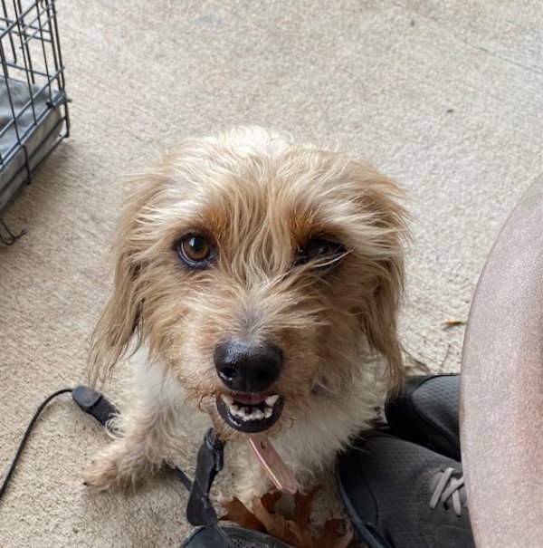 Found Yorkshire Terrier in Richmond, TX