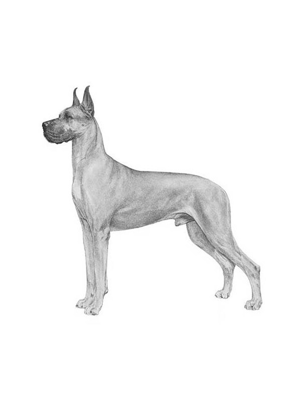 Lost Great Dane in Gibsonia, PA