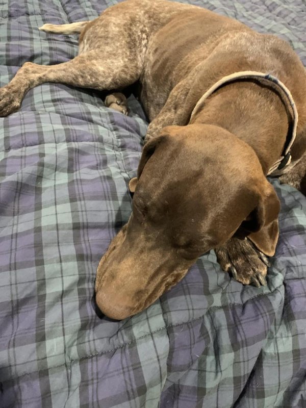 Lost German Shorthaired Pointer 