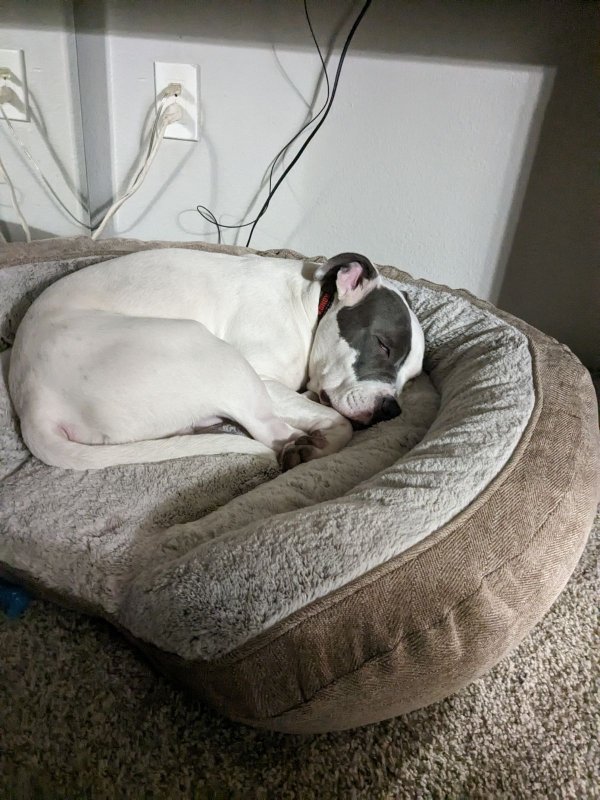 Lost American Staffordshire Terrier in Denver, CO