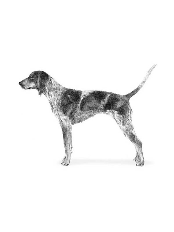 Found Bluetick Coonhound in San Angelo, TX