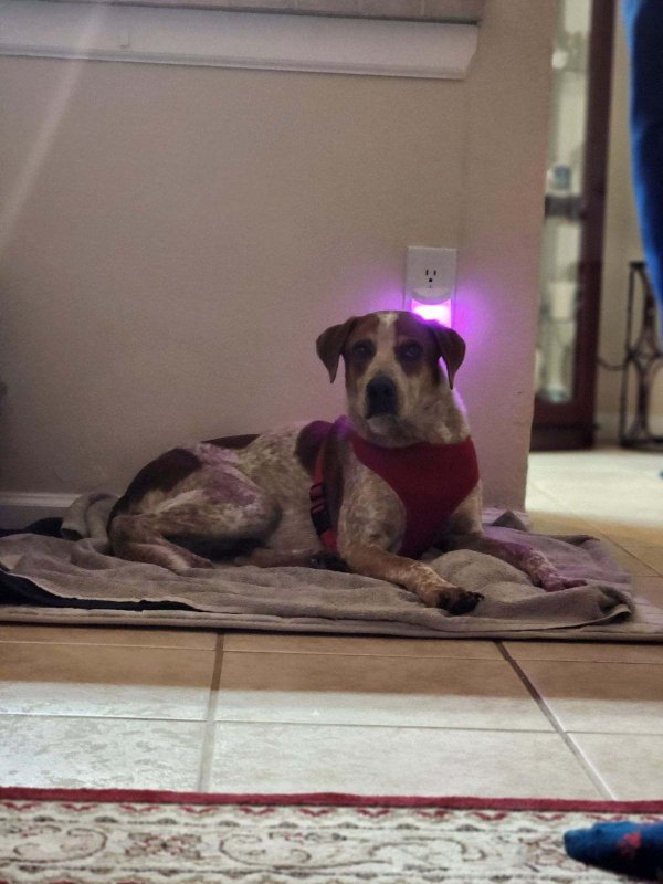 Lost Mutt in Clearwater, Florida
