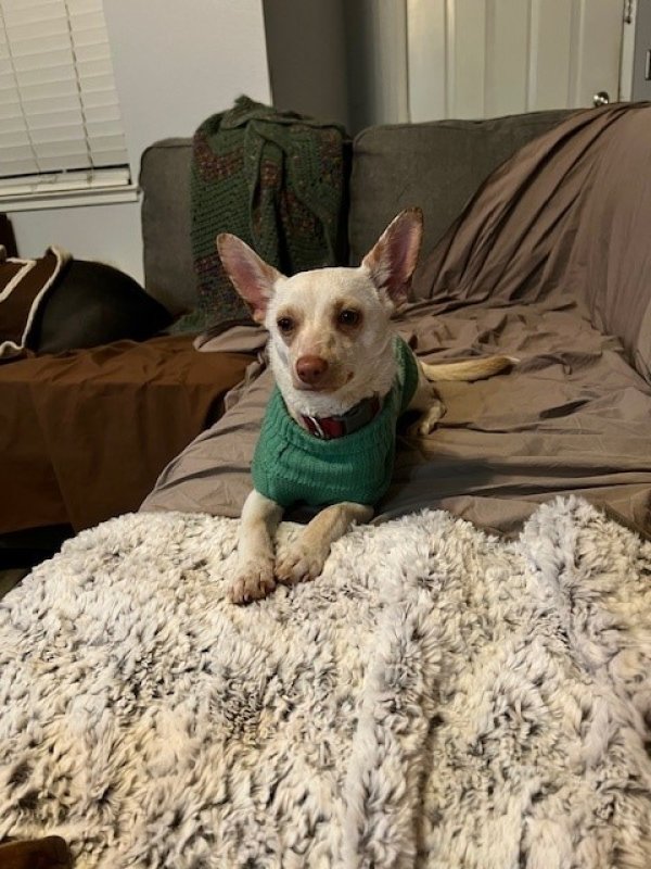 Found Chihuahua in Suisun City, CA