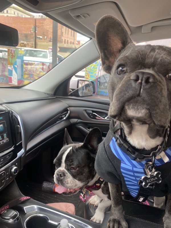 Lost French Bulldog in New Mexico