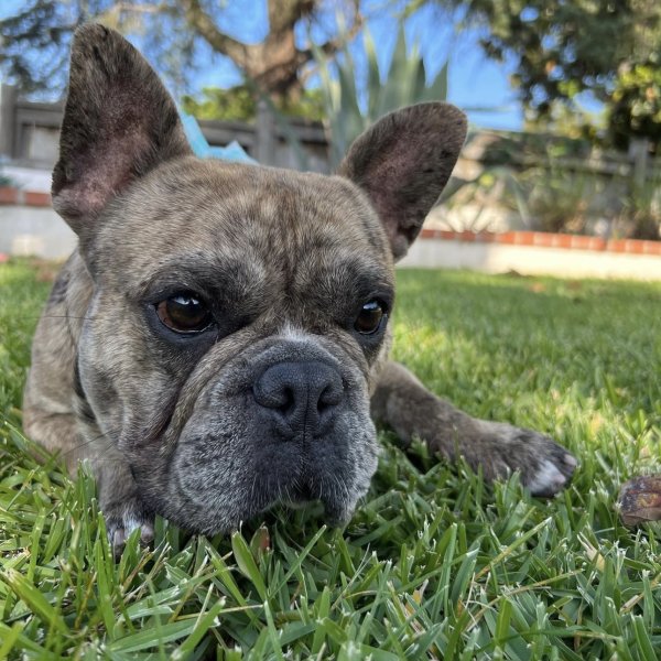 Lost French Bulldog in Corona, CA
