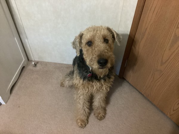Lost Airedale Terrier in Williamsport, Maryland