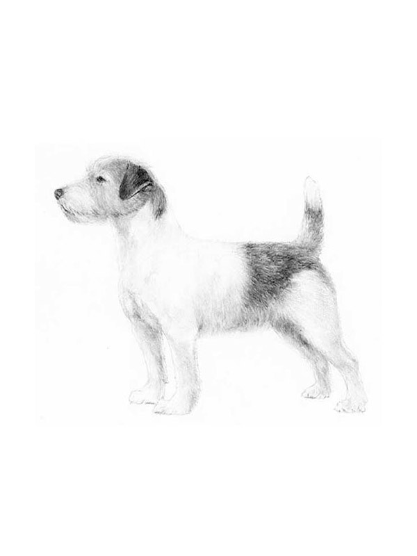 Lost Jack Russell Terrier in Davidson, NC