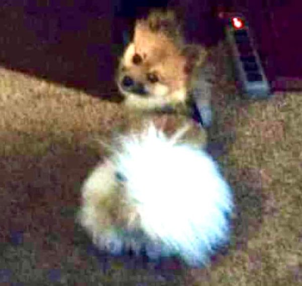 Lost Pomeranian in Indianapolis, Indiana