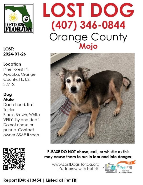 Lost Rat Terrier in Apopka, Florida