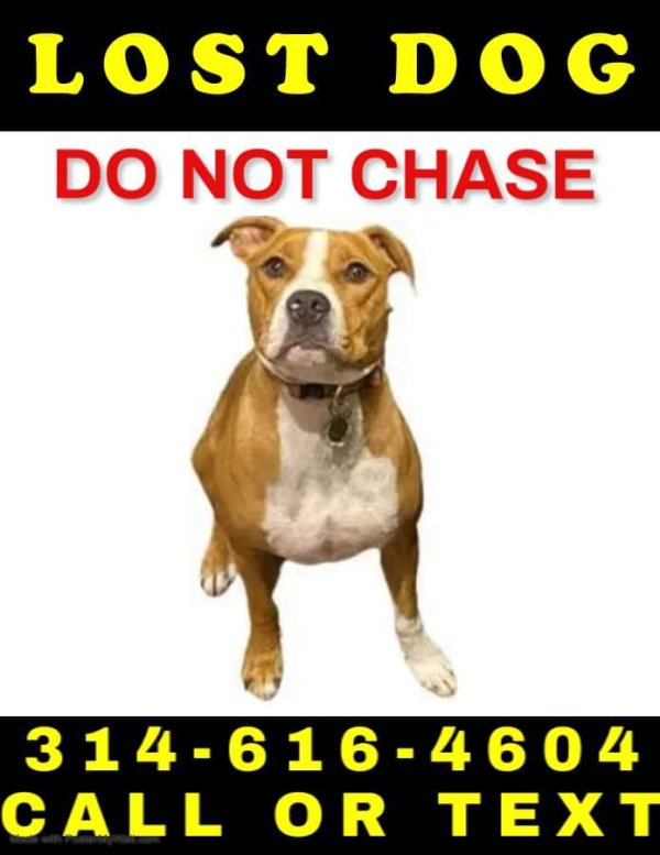 Lost American Staffordshire Terrier in Arnold, MO