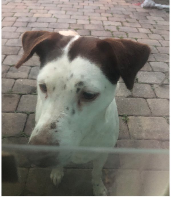 Found Dog in Jacksonville, FL