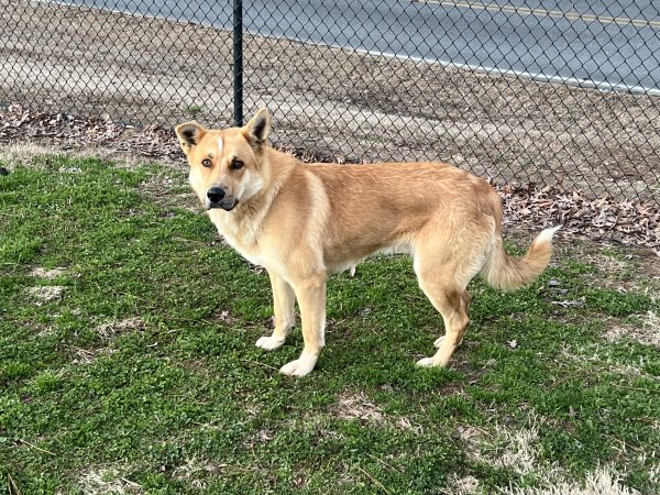 Found German Shepherd Dog in Gainesville, GA