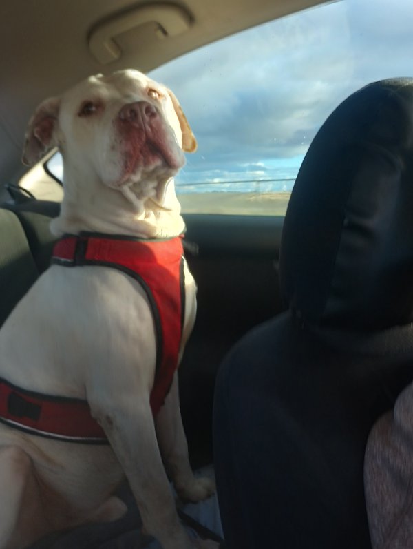 Found Pit Bull in Oroville, CA